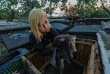 Otwarte Klatki: Obrońcy zwierząt odebrali kalekie lisy z fermy w Kiełczewie pod Kościanem [ZDJĘCIA]