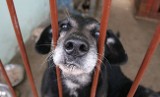 Bezpańskie psy z Piekar Śląskich trafiają do schroniska w Miedarach