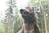 Niedźwiedź brunatny na szlakach górskich apeluje: nie zaśmiecaj mojego domu