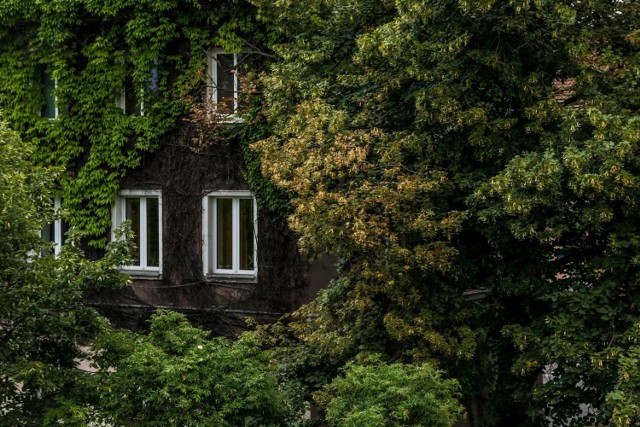 Budynek obrośnięty zielenią