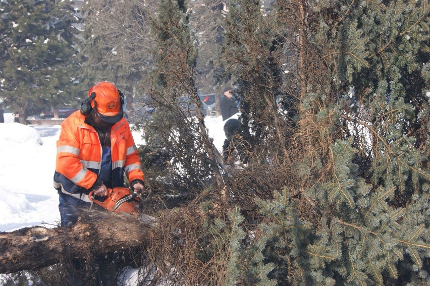 Nowy Targ: drwale ścieli już połowę drzew na rynku [ZDJĘCIA]