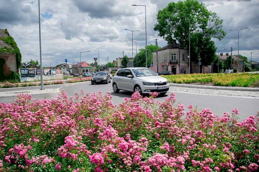 Kwitnące Skierniewice – kolorowe kwiaty na miejskich klombach