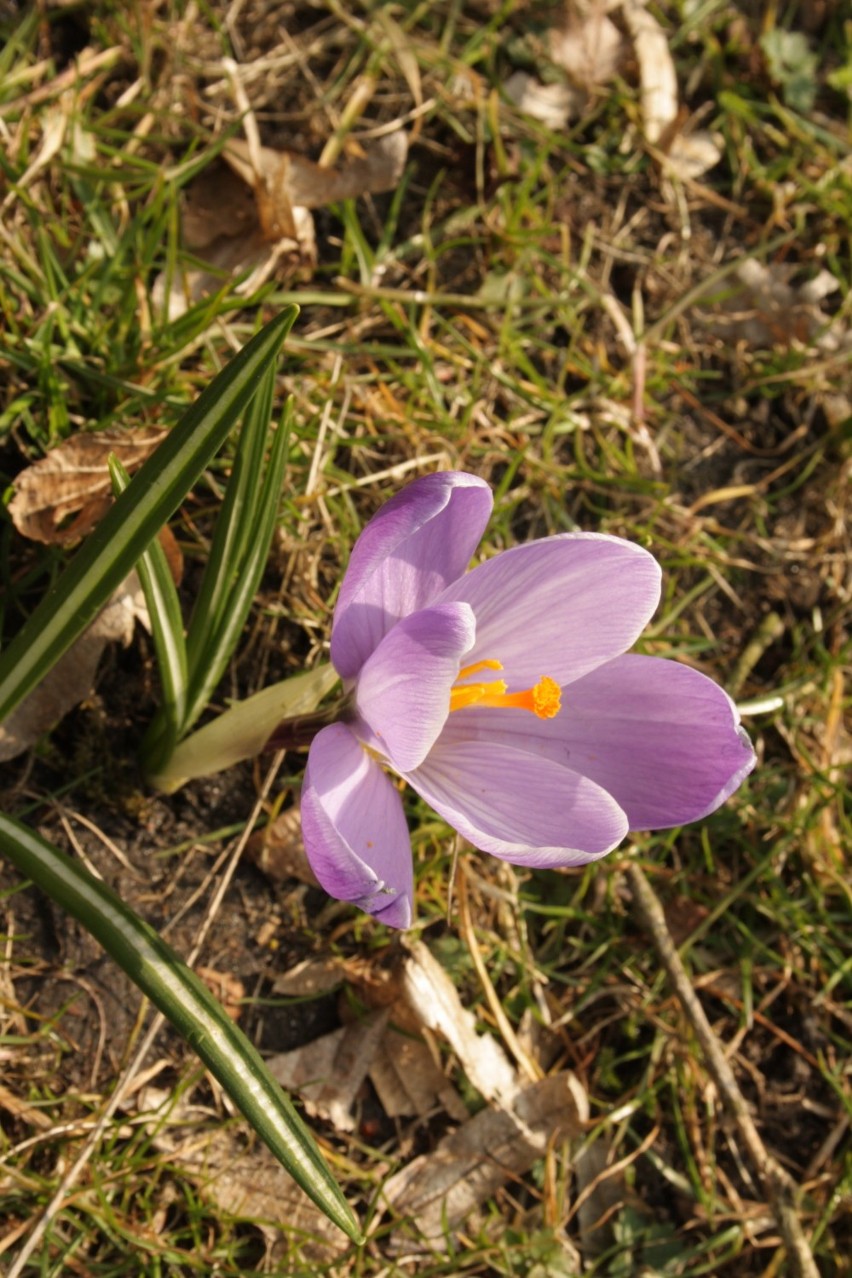 Wiosna zawitała do mieszkańców Gorzowa (ZDJĘCIA)