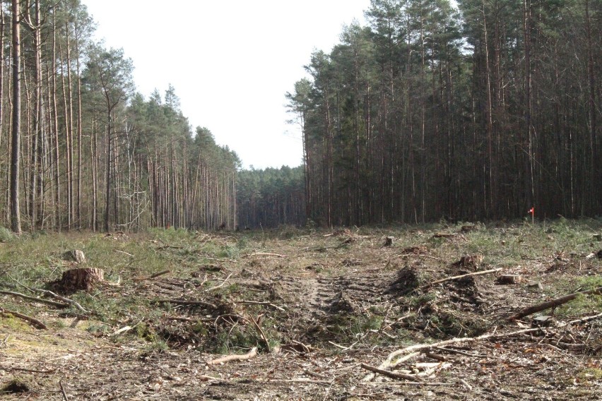 Kolejne archeologiczne znalezisko przy budowie Trasy Kaszubskiej? |ZDJĘCIA CZYTELNIKA