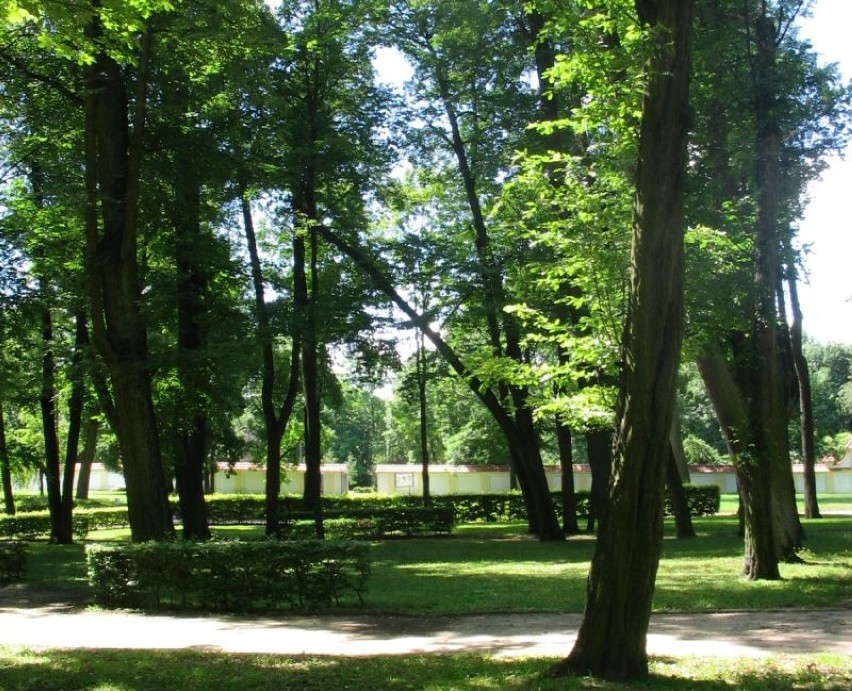 Drzewa w parku