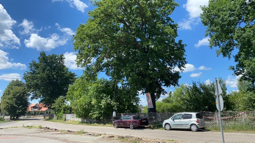 To są dęby, które mieszkańcy chcą zachować. Są koło szkoły w...