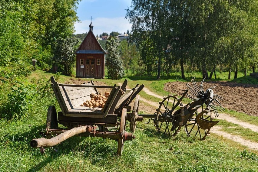 Muzeum Wsi Lubelskiej zaprasza na tradycyjne wykopki kartoflane