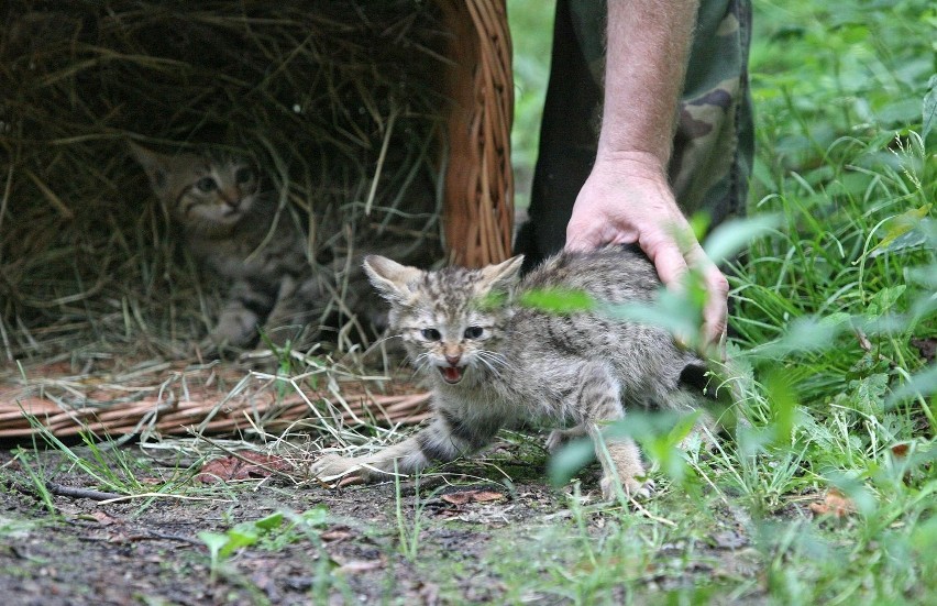 Żbiki w łódzkim zoo żyją jak w Bieszczadach (zdjęcia)