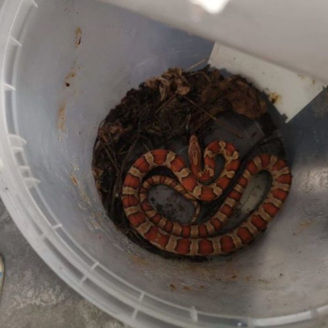 Wąż został znaleziony na jednej z posesji