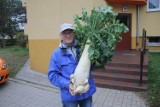 Gigantyczna rzodkiewka została wyhodowana w Krotoszynie. Waży prawie 8 kg! [ZDJĘCIA]