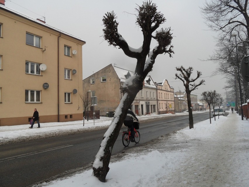 Koszmarki Żory: W mieście nie brakuje przekrzywionych znaków, a nawet drzew! FOTO
