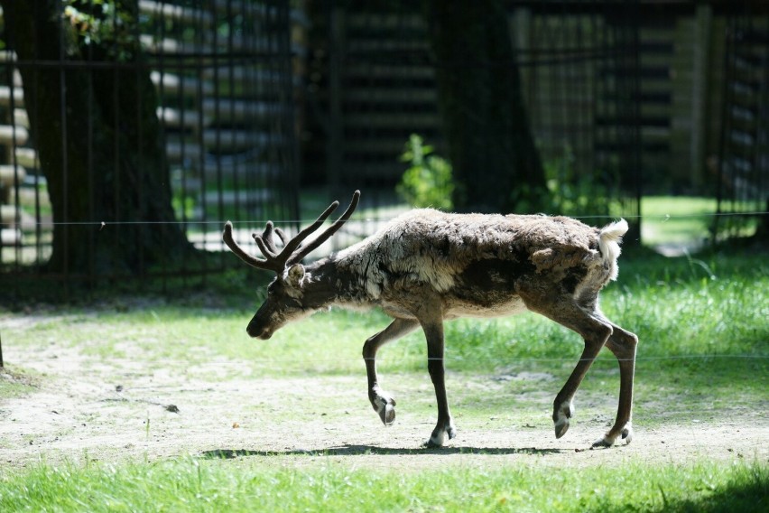 Tylko trzy ogrody zoologiczne w Polsce mają renifery....