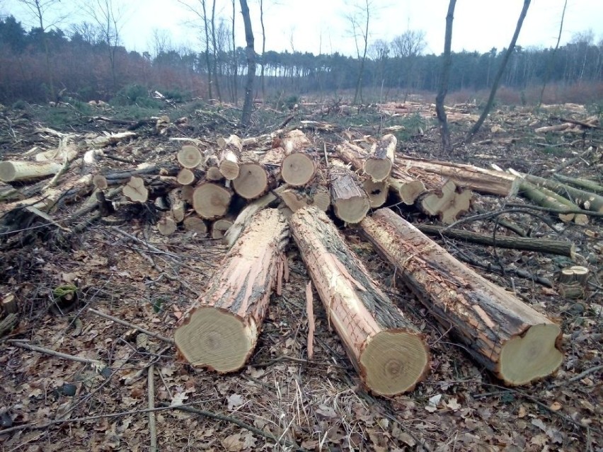 Wycinka drzew przy ul. Sobkowiaka w Zielonej Górze