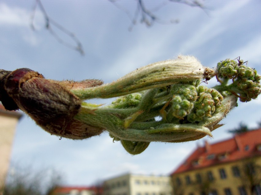 Podpatrzone: jarzębina jeszcze zielona [ZDJĘCIA]