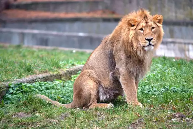 Zoo w Łodzi liczy na stado lwów