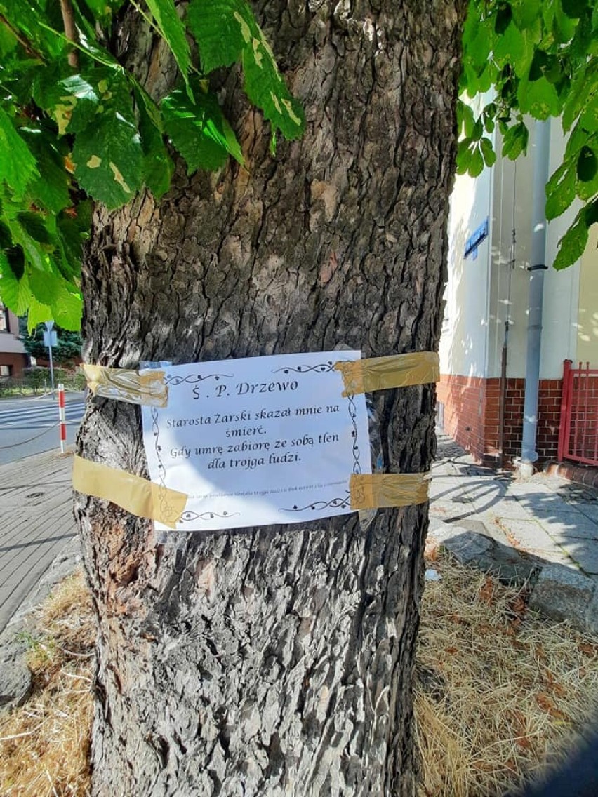 Na drzewach przy ulicy Artylerzystów w Żarach pojawiły się...