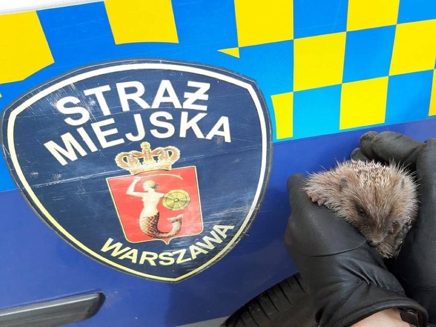 Pracowite dni Ekopatrolu. Mały jeżyk, pustułka, koziołek i kot uratowani przez strażników w Warszawie
