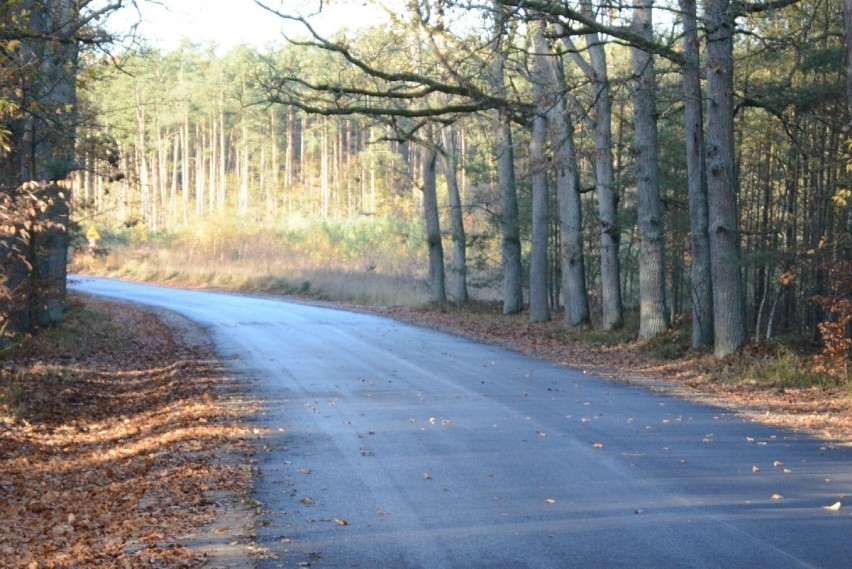 Remont drogi przez Puszczę Wkrzańską. Nowy dywanik asfaltowy na leśnej drodze Trzebież - Myślibórz Wielki