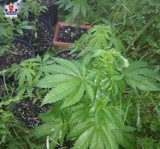 Plantacja marihuany w gminie Sawin w powiecie chełmskim. 22-latek zatrzymany