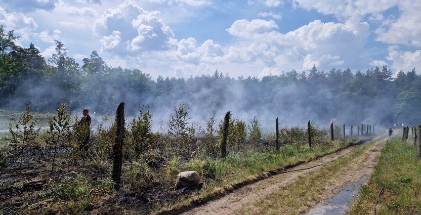 Ogień objął teren lasu w Gajewie o powierzchni prawie...