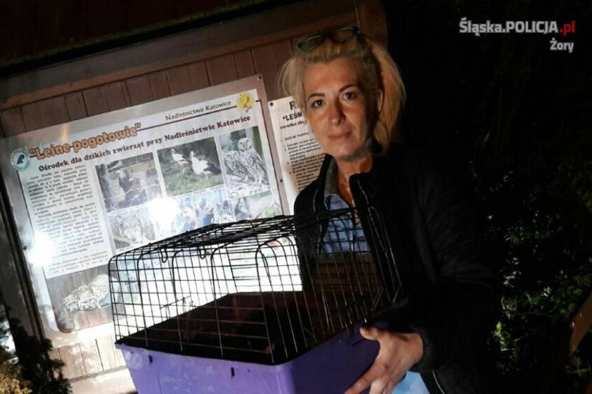 Policja w Żorach: uratowała chorego ptaka