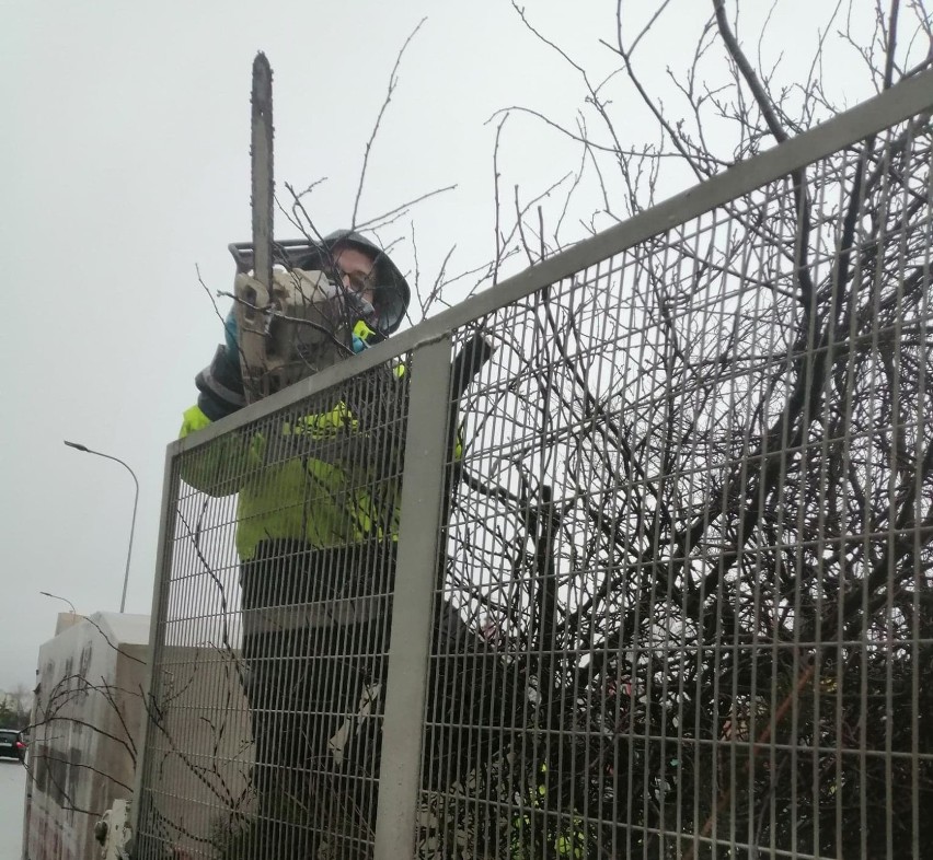 Mieszkańców zaniepokoił dźwięk piły mechanicznej przy ulicy...