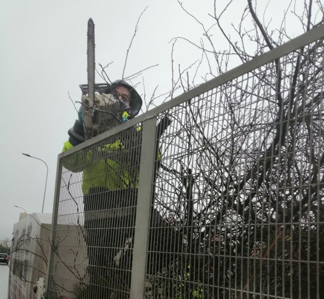 Mieszkańców zaniepokoił dźwięk piły mechanicznej przy ulicy Fortecznej