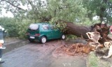Burza obaliła drzewo w Rakowcu. Na szczęście obyło się bez ofiar