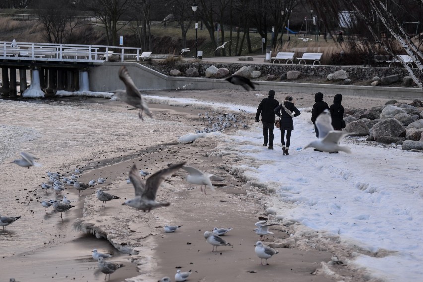 Gdynia w strefie zagrożenia wystąpienia ptasiej grypy. W mieście potwierdzono dwa przypadki ptasiej grypy