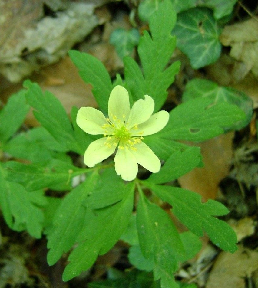 Zawilce lipskie (Anemone x lipsiensis) to naturalna...