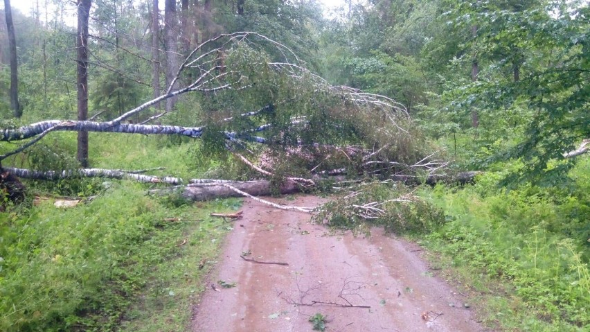 Wichura powaliła drzewa. Strażacy interweniowali w powiecie hajnowskim 44 razy