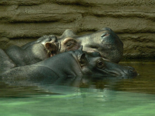 Jedna z najstarszych hipopotamic w Europie i pupilka ...