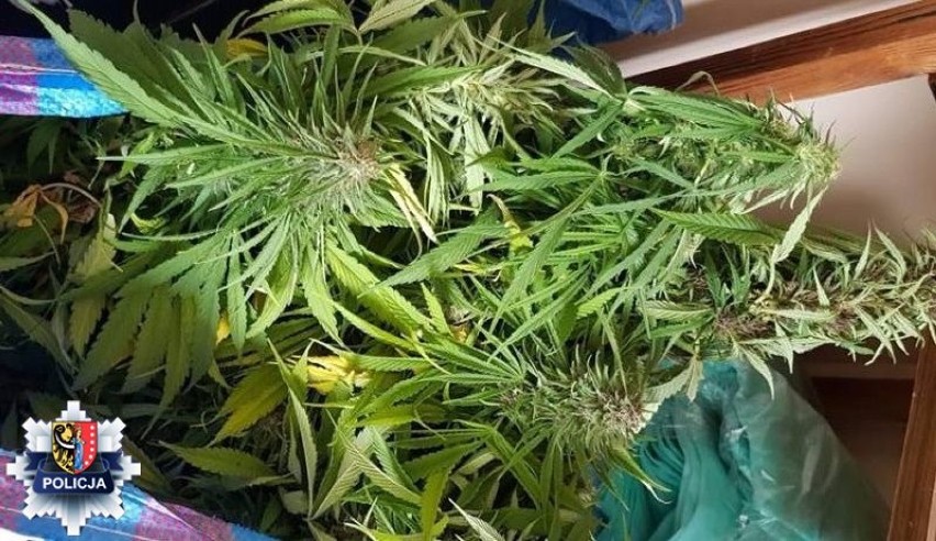 Policjanci zlikwidowali dwie plantacje marihuany, które pozwoliłyby na produkcjeę 14 tysięcy porcji narkotyku