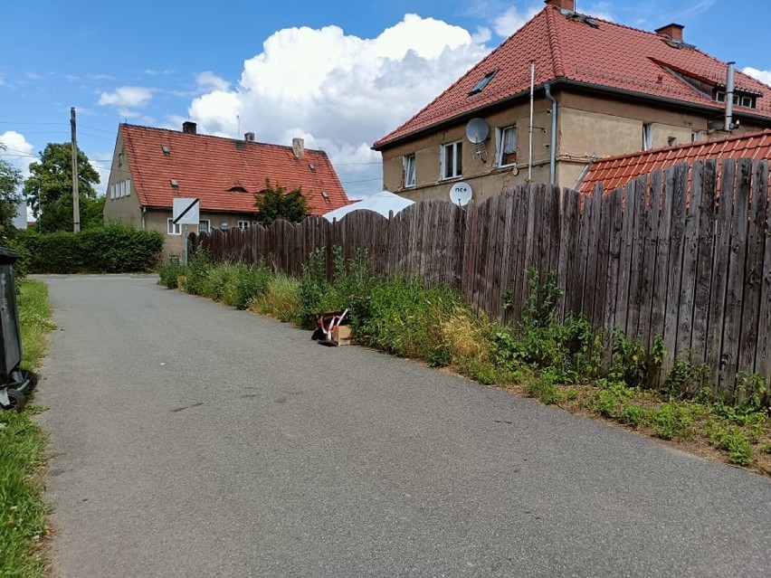 Kot bez głowy na Wieniawskiego w Wałbrzychu. Policja...