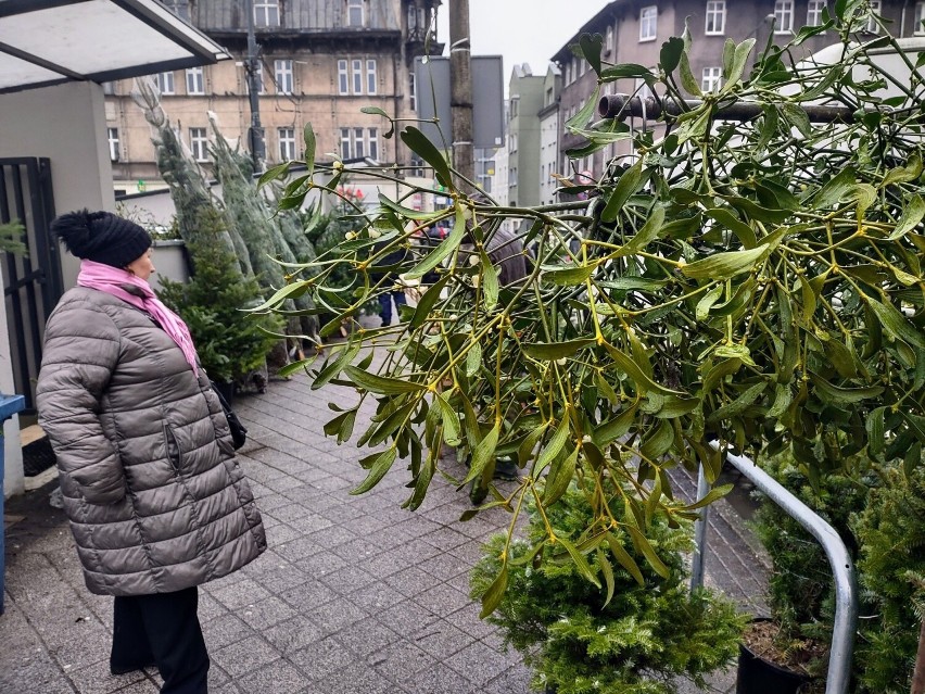 Jest również wybór innych świątecznych drzewek....