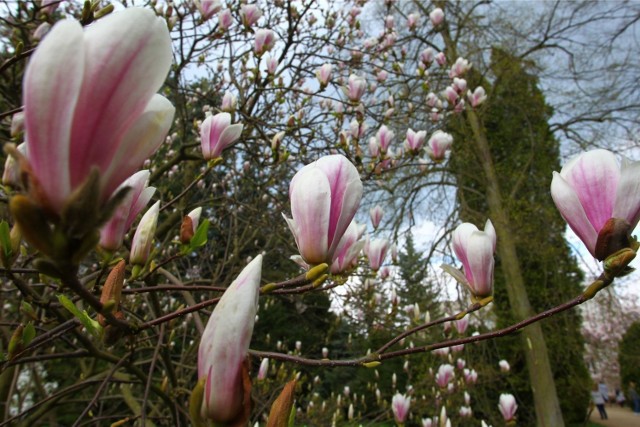 Kto planował wyjazd do kórnickiego Arboretum na majówkę, może już nie zobaczyć kwitnących magnolii, bo słoneczna aura sprawia, że magnolie nie będą kwitły długo. W kwietniu Arboretum czynne jest do godziny 18.