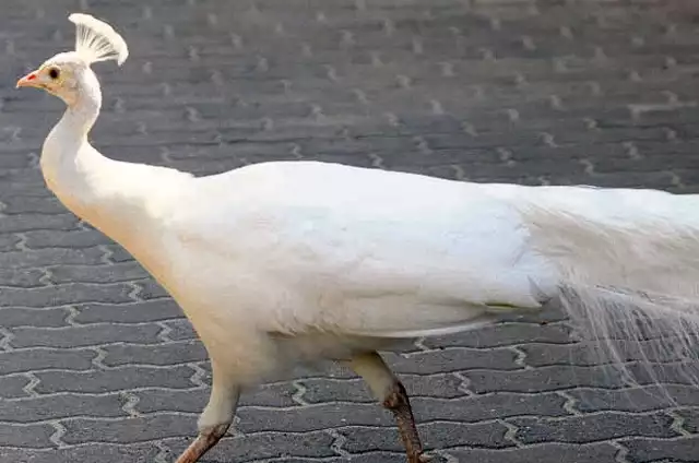 Paw albinos w łódzkim zoo