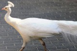 Paw albinos w łódzkim zoo