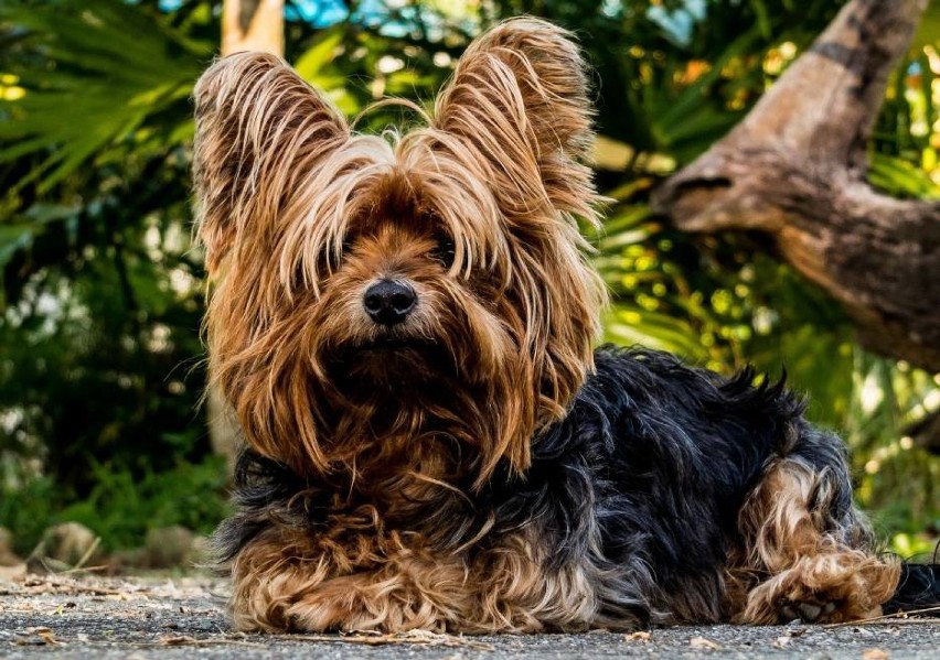 Yorkshire terrier

Yorkshire terriery to aktywne, skore do...