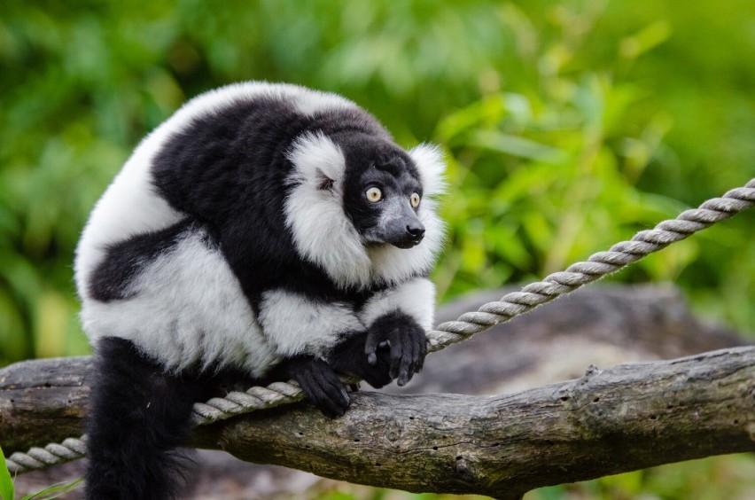 Czarno-białe lemury wari zamieszkają w Gdańskim Ogrodzie...
