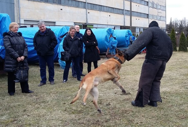 Pracownicy ratusza uczyli się też od policjantów, jak postępować z agresywnymi psami