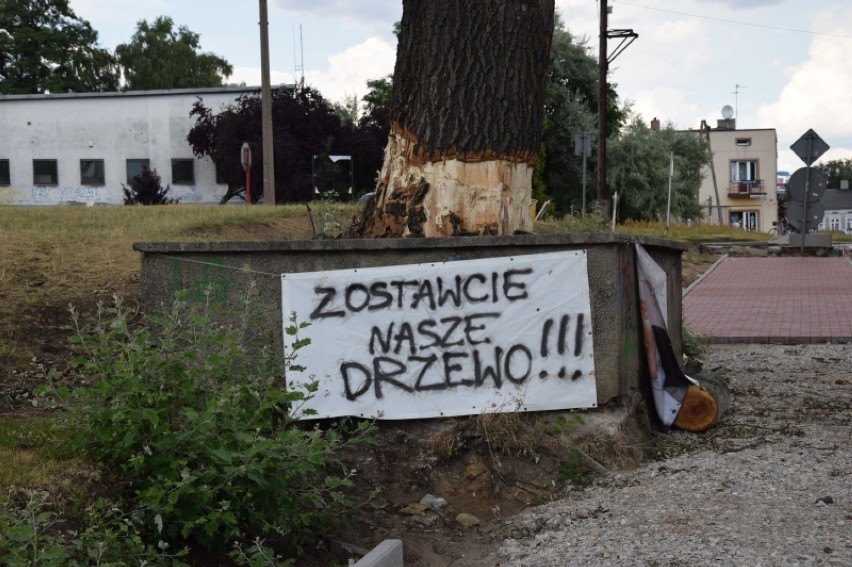 Spotkanie w sprawie drzewa przy Piwnej w Zduńskiej Woli. Weekend na pożegnanie z topolą