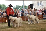 Dziś ostatni dzień międzynarodowej wystawy psów rasowych w Mosznej. Przyjechało ok. 3000 psich piękności z niemal całej Europy i USA