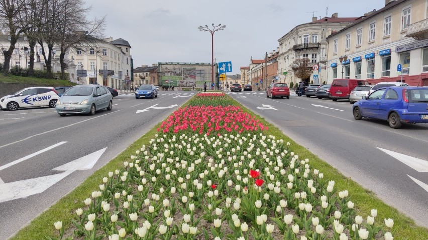 Tulipany zakwitły na placu Kościuszki w Piotrkowie