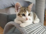 Mała, trzymiesięczna kotka o niezwykłym charakterze i pięknych oczach szuka domu