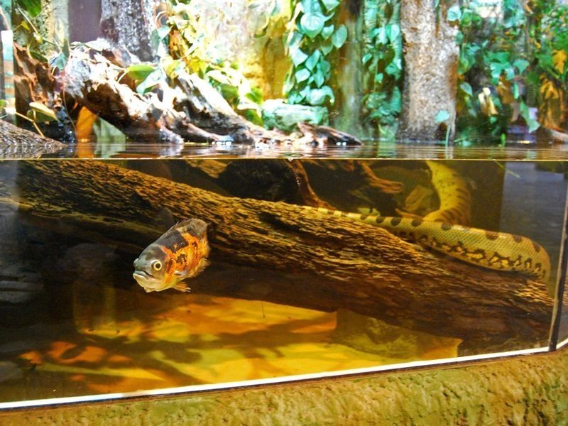 Wrocław: Las amazoński i anakondy w zoo (ZDJĘCIA)