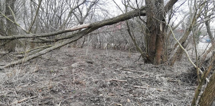 Wyzwanie #trashtagchallenge. Białostoczanie sprzątają śmieci