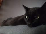 Dzień Czarnego Kota - oto czarne (i nie tylko) kociaki naszych Czytelników