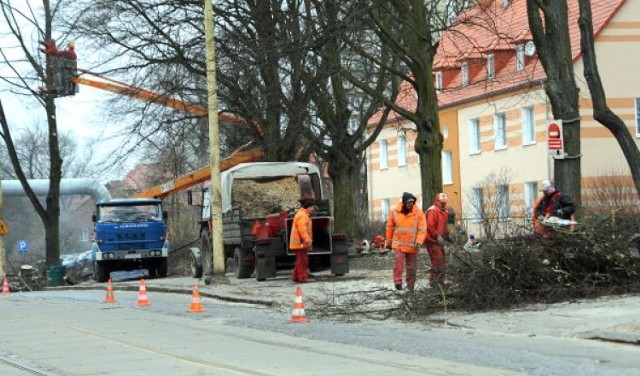 Firma Agroserwis zamierza usunąć w tym miejscu trzysta drzew. Ich wycinka zakończy się w przyszłym tygodniu.