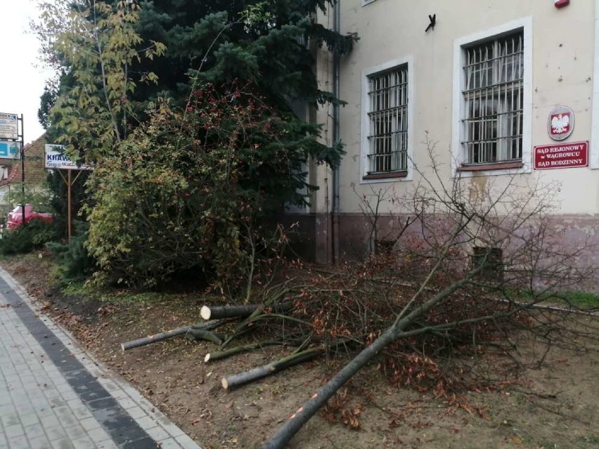 Wycinka drzew wzdłuż ulicy Kościuszki w Wągrowcu [ZDJĘCIA]